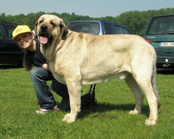 Ramonet: exc 1, CAC - Champion Class Males, Club Show of Moloss Club, Czech Republic, 17.05. 2008
(Ron de Babia x Trufa de Trashumancia)

Photo sent by Lenka Erbenova - ©


Keywords: 2008 tornado