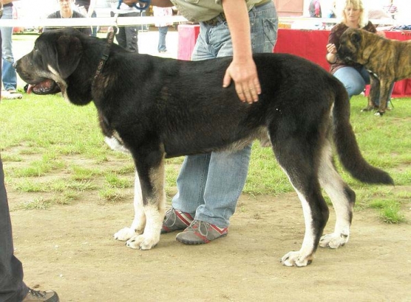 Rodo de Valdejera: very promising 1, Primus Puppy - Puppy Class Males, Club Show of Moloss Club, Czech Republic, 17.05. 2008
(Nistos de Valdejera x Vita de Valdejera)

Photo sent by Lenka Erbenova - ©
Keywords: 2008