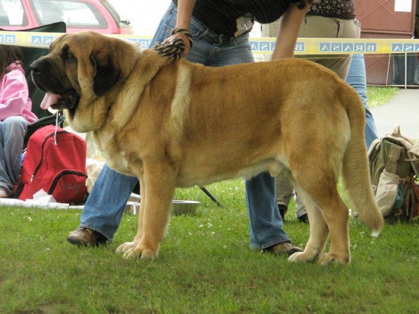 Amigo Zeus Bis Mastibe: exc 1, CAC - Open Class Males, Club Show of Moloss Club, Czech Republic, 17.05. 2008
(Enamorado Ernesto Mastibe x Feya Mastibe)

Photo sent by Lenka Erbenova - ©
Keywords: 2008 mastibe