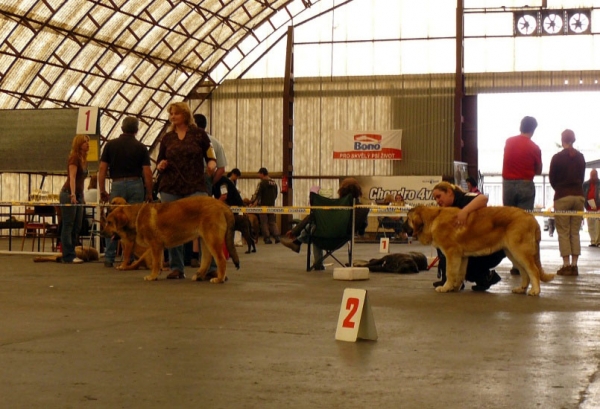 Anuler Alano: Very promising 2 & Saimon Jack Tornado Erben: Very promising 1 - Puppy Class Males, Club Show Moloss Club CZ, Mlada Boleslav 16.05.2009
Keywords: 2009