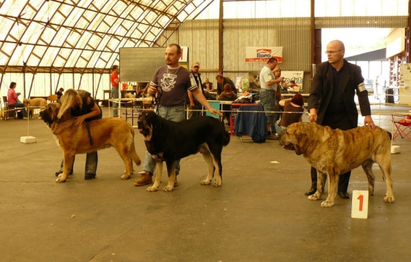 Aragon vom Eisinger Land: Exc.1, CAC, Rodo de Valdejera: Exc.1, CAC & Cypress Hill Lu Dareva: Exc.1, CAC, Club winner, BOB, BIS - Club Show Moloss Club CZ, Mlada Boleslav 16.05.2009
Aragon vom Eisinger Land - (Intermediate Class Males)
Rodo de Valdejera - (Open Class Males)
Cypress Hill Lu Dareva - (Champion Class Males)


Keywords: 2009