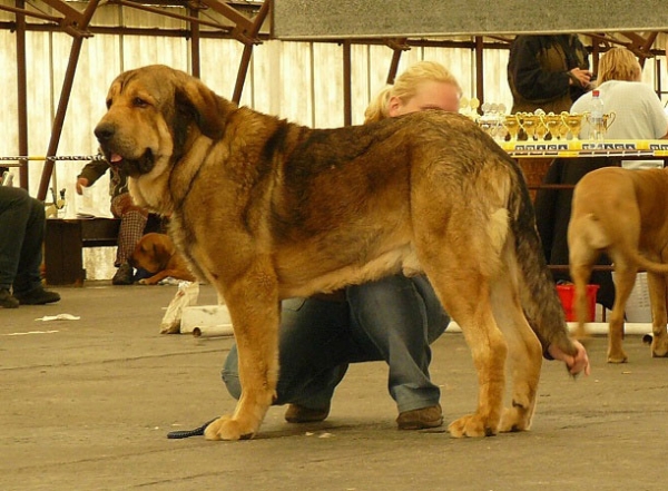 Argento Con Fundo: Exc.2 - Young Class Males, Club Show Moloss Club CZ, Mlada Boleslav 16.05.2009
Keywords: 2009 confundo