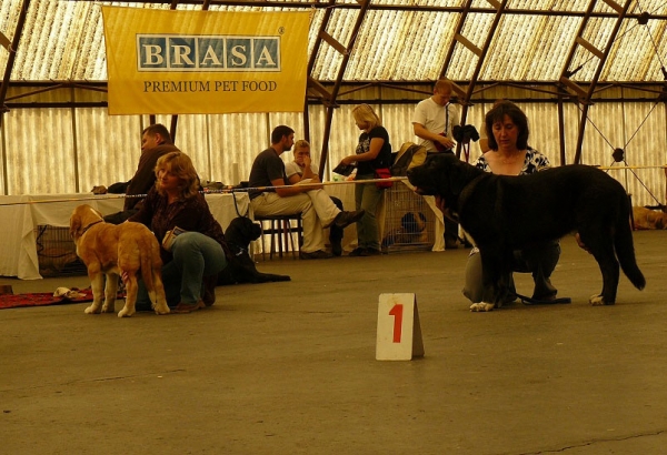 Casto de Torreanaz: Very promising 2 & Nalon Bears de Lunava: Very promising 1 - Baby Class Males, Club Show Moloss Club CZ, Mlada Boleslav 16.05.2009 
Keywords: 2009