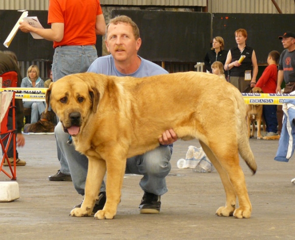 Churchill z Kraje Sokolu: Exc.1, CAJC, Club young winner - Young Class Males, Club Show Moloss Club CZ, Mlada Boleslav 16.05.2009
Keywords: 2009 sokol