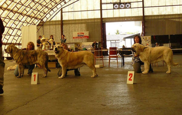 Jenny Mastibe: Exc.1, CAC, Club winner, Gia z Kraje Sokolu: Exc.1, CAC & Lois Tornado Erben: Exc.1, CAC- Club Show Moloss Club CZ, Mlada Boleslav 16.05.2009
Jenny Mastibe - (Intermediate Class Females) 
Gia z Kraje Sokolu - (Open Class Females)
Lois Tornado Erben - (Champion Class Females)

Keywords: 2009