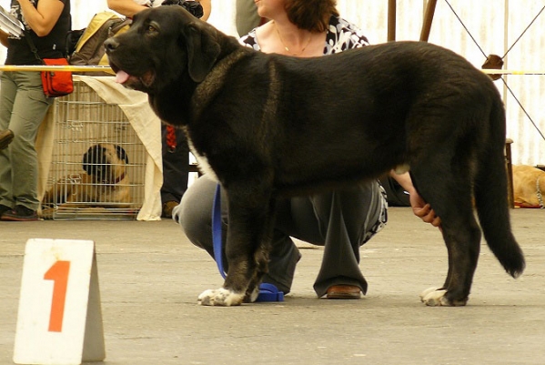 Nalon Bears de Lunava: Very promising 1 - Baby Class Males, Club Dog Show Moloss Club CZ, Mlada Boleslav 16.05.09
Keywords: 2009 tornado