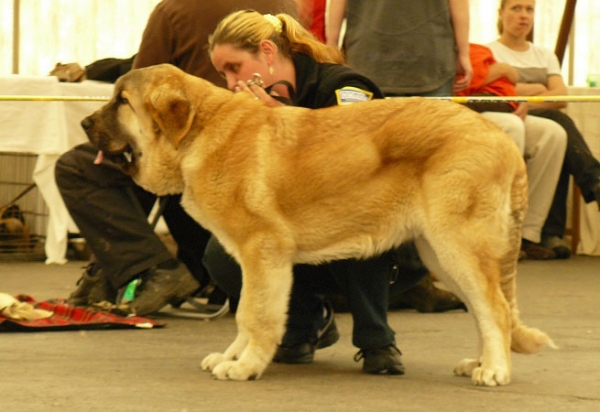 Saimon Jack Tornado Erben: Very promising 1 - Puppy Class Males, Club Show Moloss Club CZ, Mlada Boleslav 16.05.2009
Keywords: 2009 tornado