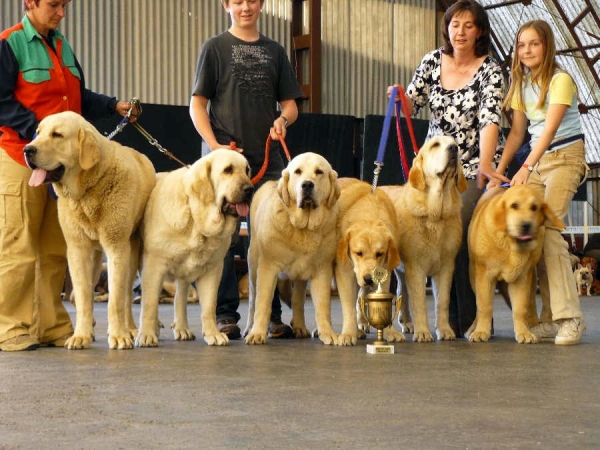 Best Breeding Group of Show: Tornado Erben, Club Show Moloss Club CZ, Mlada Boleslav 16.05.2009
Keywords: 2009 tornado