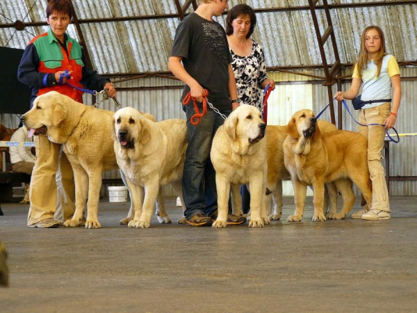 Best Breeding Group of Show: Tornado Erben, Club Show Moloss Club CZ, Mlada Boleslav 16.05.2009
Keywords: 2009 tornado