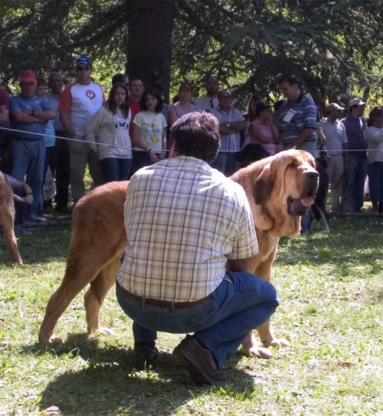 Open Class Males - Barrios de Luna 10.09.2006
Mastín from Laciana
Keywords: 2006 laciana