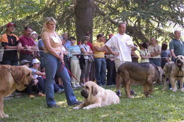 Open Class Females - Barrios de Luna 10.09.2006
Mastin from Laciana
Feya Mastibe
No.67
Mastín from Buxionte
Keywords: 2006