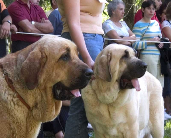 Mastin from Laciana & Feya Mastibe - Open Class Females, Barrios de Luna 10.09.2006
Keywords: 2006