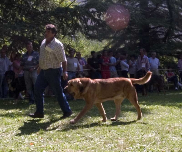 Open Class Males - Barrios de Luna 10.09.2006
Mastín from Laciana
Keywords: 2006