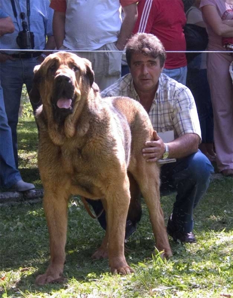 Open Class Males - Barrios de Luna 10.09.2006
Mastín from Laciana
Keywords: 2006