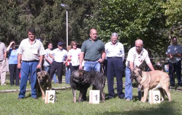 Winners Young Class Females - Barrios de Luna 10.09.2006
2. Mastín from Laciana
1. Mastín from Buxionte
3. Mastín from Autocan
Keywords: 2006