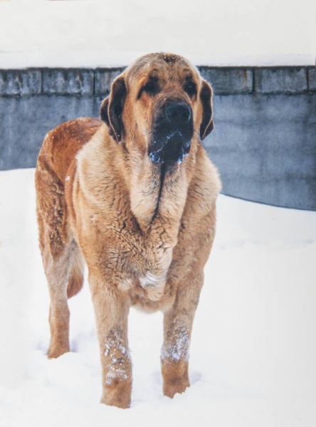 Mastin de Laciana
Keywords: laciana snow nieve