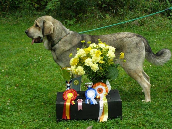 Lady Carla Tornado Erben: EXC 1, CAC, BOB - Mastiff Special Show, Finland, 16.08.2008 
Keywords: 2008