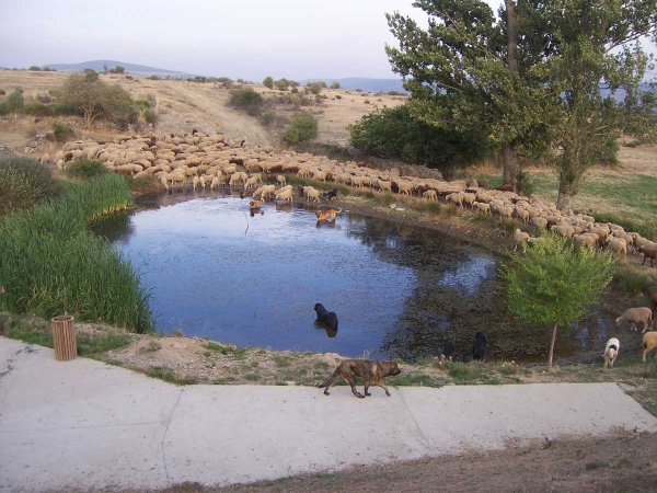 Las ovejas y los mastines alrededor de la charca - (De Abelgas)
Keywords: flock abelgas