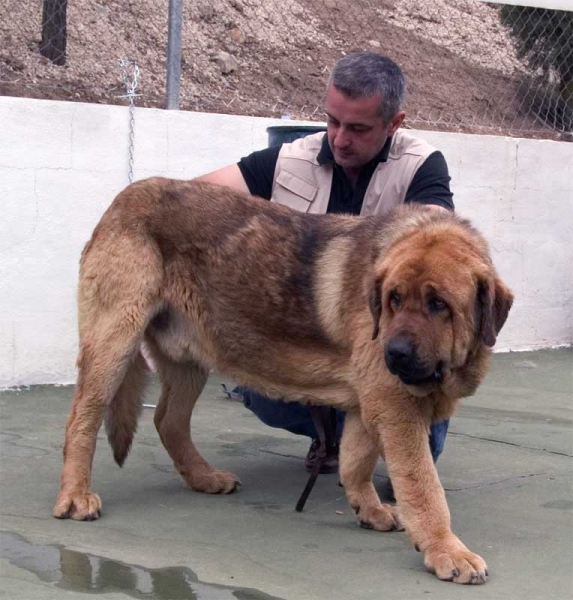 Leal de Laciana - Open Class Males - Specialty Show Spanish Breeds, Archidona, Málaga - 29-05-2005
(Campero de Laciana x Cenia de Los Zumbos)
Born: 25-03-2003
Owner: Mario Alonso 
 

Keywords: 2005 zumbos