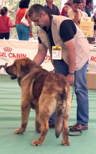 Leal de Laciana - Open Class Males - Specialty Show Spanish Breeds, Archidona, Málaga - 29-05-2005
(Campero de Laciana x Cenia de Los Zumbos)
Born: 25-03-2003
Owner: Mario Alonso  

Keywords: 2005 zumbos