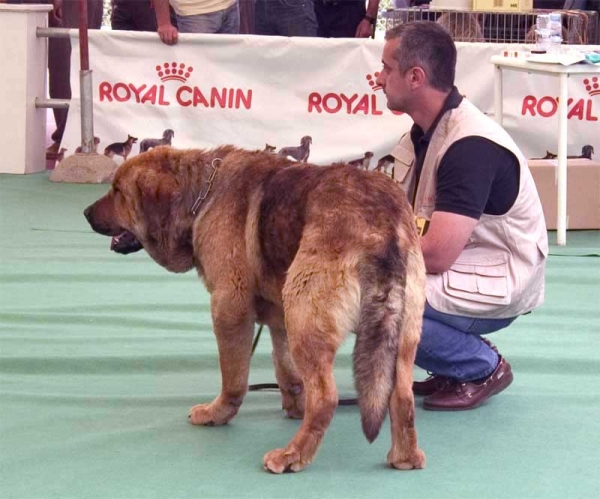 Leal de Laciana - Open Class Males - Specialty Show Spanish Breeds, Archidona, Málaga - 29-05-2005
(Campero de Laciana x Cenia de Los Zumbos)
Born: 25-03-2003
Owner: Mario Alonso 
 

Keywords: 2005 zumbos