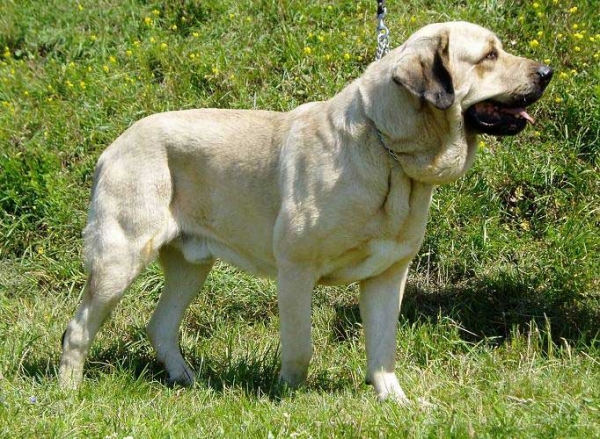 Ramonet: CWC, Best male in Breed, BOB, II BOG - Open Class Males, National show Legnica 05.08.2007
(Ron de Babia x Trufa de Trashumancia)
Keywords: 2007 tornado