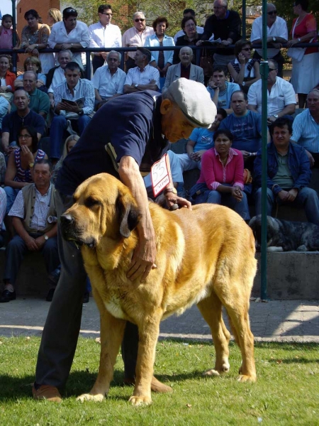 León del Valle Santiago: Very Good - Open Class Males, XXVII Monográfica AEPME, 15.09.2007
Keywords: 2007 valle