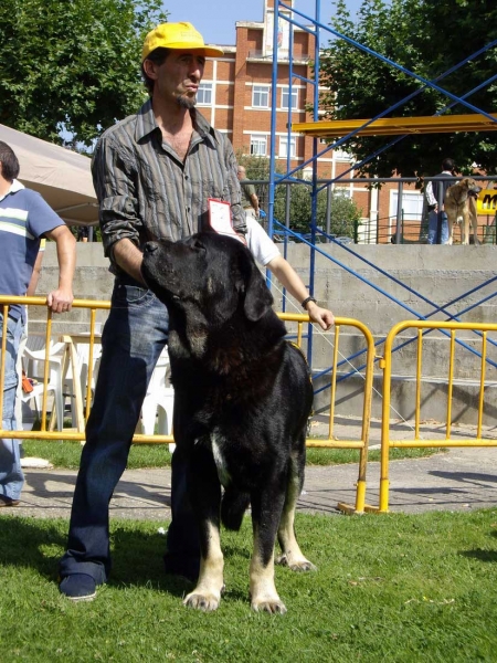 León Negro de Abelgas: Exc.10 - Open Class Males, XXVII Monográfica AEPME, 15.09.2007
(Tango de la Corredera X Karima de Abelgas) 
Born: 05.07.2003 

Keywords: 2007 abelgas