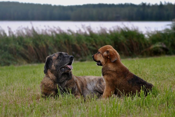 Leona (Harem Ulmaf Kabo-Kallis) and Ocean Spirit Tornado Erben, 3 months 
Keywords: HÃ¤kkinen