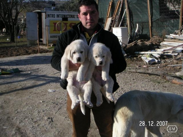 Leona and sister - 1½ months old
Keywords: puppyspain Ernesto