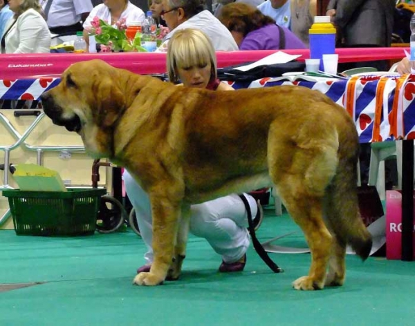 Ydalgo Leon Tornado Erben: exc 1, CAC, Best male, Centenary FCI European Dog show Junior Winner 2011, Best junior, BOB - Young Class Males - Euro Dog Show, Leeuwarden, Holland - 03.09.2011
(Brutus del Dharmapuri x Sofia Sol Tornado Erben) 
Born 17.08.2010

Photo: Lenka Erbenova, kennel Tornado Erben
Keywords: euro 2011 tornado