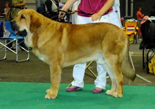 Ydalgo Leon Tornado Erben: exc 1, CAC, Best male, Centenary FCI European Dog show Junior Winner 2011, Best junior, BOB - Young Class Males - Euro Dog Show, Leeuwarden, Holland - 03.09.2011
(Brutus del Dharmapuri x Sofia Sol Tornado Erben) 
Born 17.08.2010

Photo: Lenka Erbenova, kennel Tornado Erben


Keywords: euro 2011 tornado