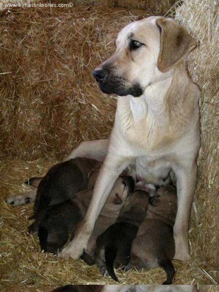 Cachorros de mastín leonés (Enero 2005)
Keywords: alija puppy