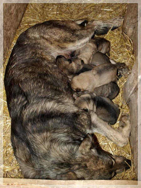 Leoni & her puppies born 09.03.2008
Rex x Leoni 
09.03.2008 

Keywords: alija