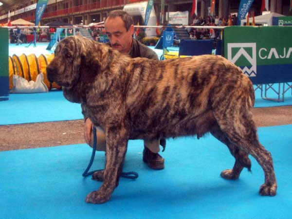 Liana de Fuente Mimbre - Open Class Females: EXC. 3 - National & International Show, Torrelavega, Cantabria - 19.03.2006 
Owner: Julio Cesar González Gutiérrez 
Keywords: 2006 riberadelpas