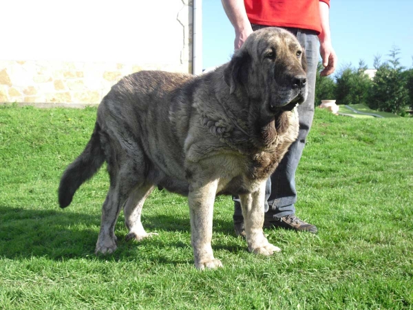 Lima del Macarena - mother of 'Villapedre' puppies born 12-03.2012

 
Keywords: villapedre