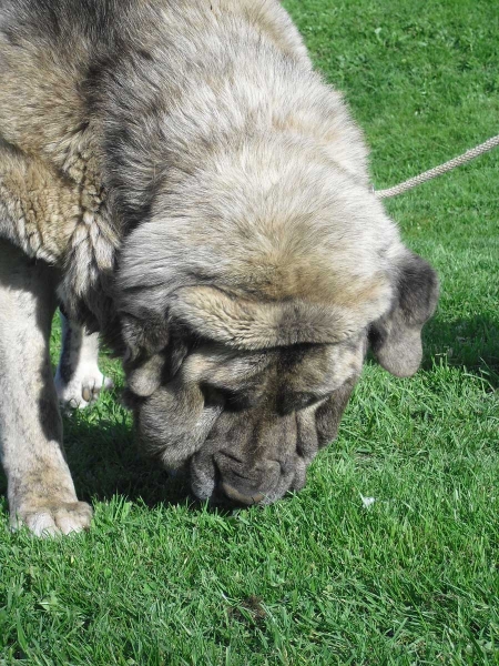 Lima del Macarena - mother of 'Villapedre' puppies born 12-03.2012
 
Keywords: villapedra