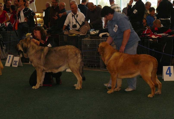 Linda Tornado Erben: exc 1 CAC, r.CACIB & Lyurua Dyuring Allegro Dream v Motl. - exc 3 - Open Class Females, World Dog Show 2009, Bratislava
