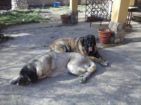 Linda de Katillune y Titan de Duelos y Quebrantos
Caruso de Fonteferra x una hija de Ch.Sanson (Bao la Madera)
