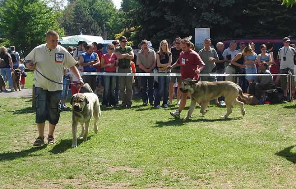 Arand Duero Temundzin: Exc.2 & Freon z Kraje Sokolu: VG 3 - Young Class Males, International Show Litomerice 20.05.2007
                   
Keywords: 2007