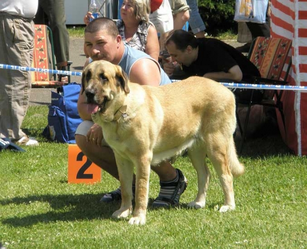 Haide z Kraje Sokolu: - Intermediate Class Females. International Show Litomerice 25.05.2008
(Sultan x Baknaid z Kraje Sokolu)

Photo: Lenka Erbenova - © Copyright. 
Keywords: 2008 sokol