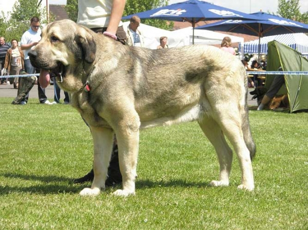 Luis Tornado Erben - exc 1, CAC, res.CACIB - Intemediate Class Males, International Show Litomerice 25.05.008
(Basil Mastifland x Florita Maja Tornado Erben)

Photo: Lenka Erbenova - © Copyright. 
Keywords: 2008 tornado