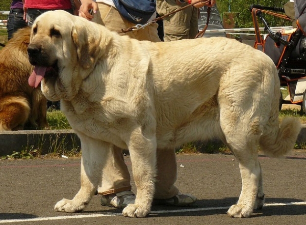 Lois Tornado Erben: Exc 1, CAC, CACIB, BOB - Champion Class Females, Ceske Budejovice 26.04.2009
Keywords: 2009 tornado