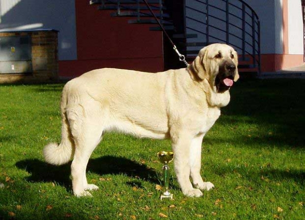 Lois Tornado Erben - Exc. 1, CAJC, BOB - International Dog Show Ceske Budejovice, Czech Republic 07.10.2007
(Basil Mastifland x Florita Maja Tornado Erben)

Keywords: 2007 tornado