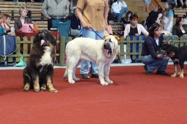 Lois Tornado Erben: Very Promising 1, Best Baby in show - Baby Class Females, International show, Nitra 03.06.2007
Keywords: 2007 tornado