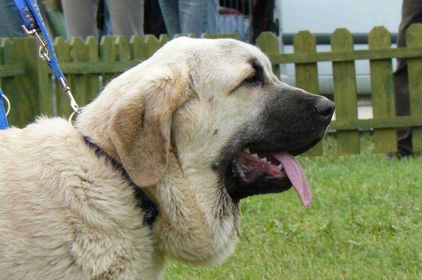 Lois Tornado Erben: Very Promising 1, Best Baby in show - Baby Class Females, International show, Nitra 03.06.2007
Keywords: 2007 tornado head portrait cabeza