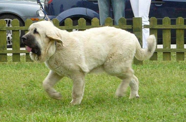 Lois Tornado Erben: Very Promising 1, Best Baby in show - Baby Class Females, International show, Nitra 03.06.2007
Keywords: 2007 tornado