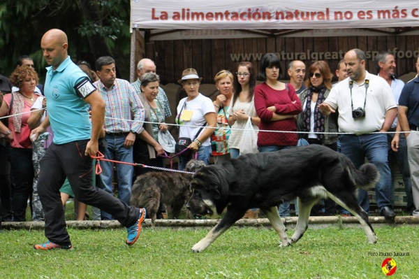 Abierta hembras EXC: Loma I de Riolago - Barrios de Luna 14.09.2014
(Ch Tango de Filandón X Batalla de Riolago) 
Keywords: 2014