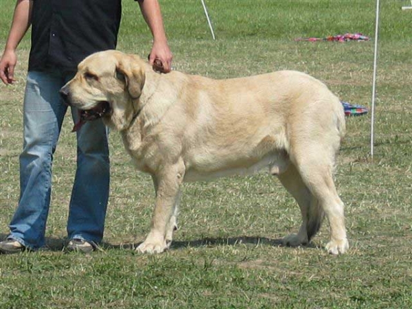 LOPE Fre-Su - EXC. 1, CWC, CACIB, BOS, BOB, Open Class Males - International Dog Show in Kraków - 24-25.06.2006
(ICh BASIL Mastifland x Ch ASTRA Dobra Rasa) 
Keywords: 2006