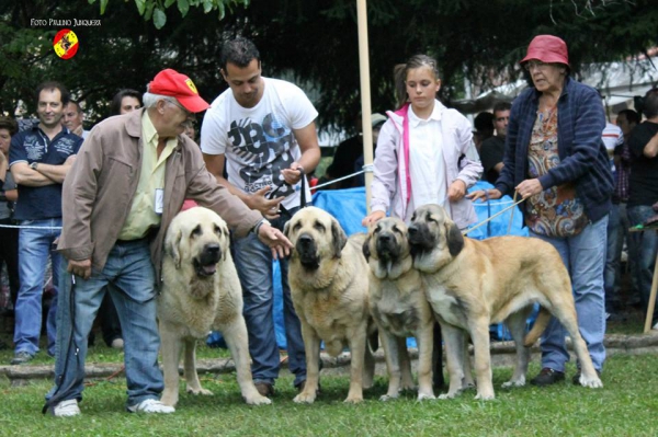 Lota de cría: Autocan, de Cuadros, León - Barrios de Luna 14.09.2014
Klíčová slova: 2014 autocan